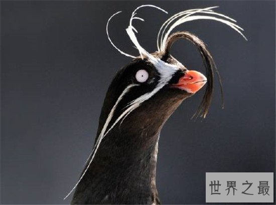 世界上最聪明的十种鸟，帝企鹅竟然是鸟类！