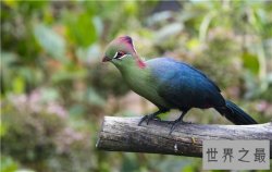 世界上最聪明的十种鸟，帝企鹅竟然是鸟类！