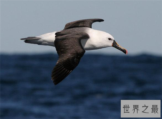 世界上最聪明的十种鸟，帝企鹅竟然是鸟类！