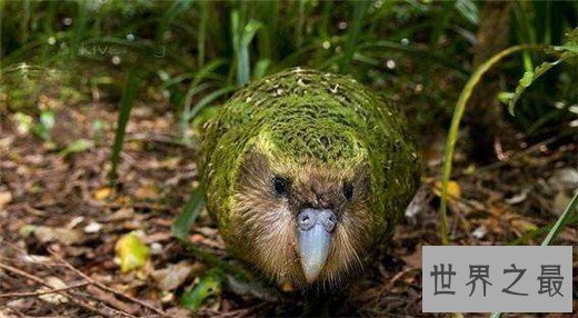 世界上唯一不会飞的鹦鹉，长相呆萌擅长作死（差点灭绝）