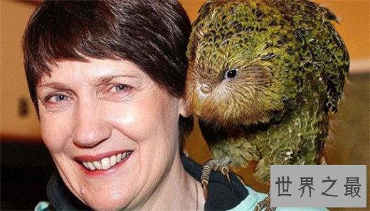 世界上唯一不会飞的鹦鹉，长相呆萌擅长作死（差点灭绝）