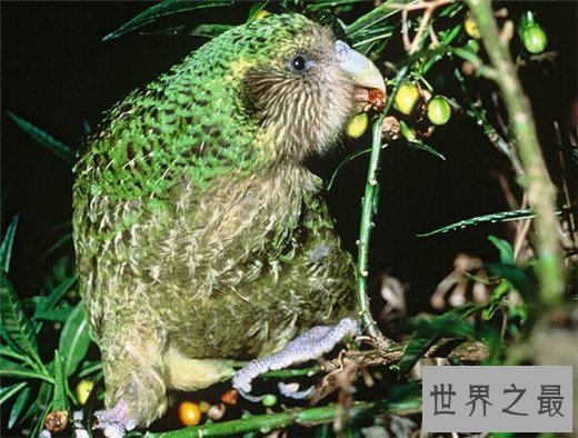 世界上唯一不会飞的鹦鹉，长相呆萌擅长作死（差点灭绝）