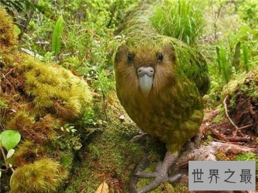 世界上唯一不会飞的鹦鹉，长相呆萌擅长作死（差点灭绝）