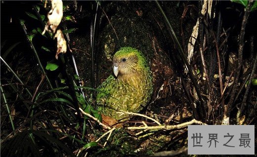 世界上唯一不会飞的鹦鹉，长相呆萌擅长作死（差点灭绝）