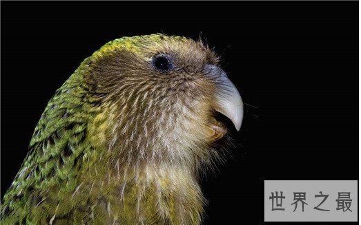 世界上唯一不会飞的鹦鹉，长相呆萌擅长作死（差点灭绝）