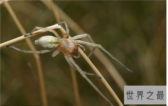 世界十大最毒蜘蛛排行，潜伏在你身边的剧毒杀手