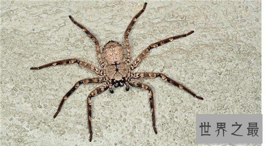 世界十大最毒蜘蛛排行，潜伏在你身边的剧毒杀手