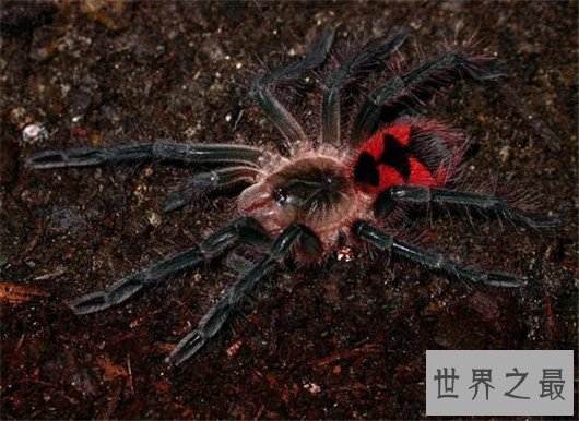 世界十大最毒蜘蛛排行，潜伏在你身边的剧毒杀手