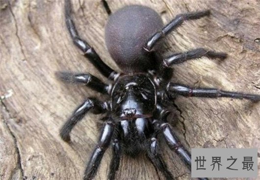世界十大最毒蜘蛛排行，潜伏在你身边的剧毒杀手