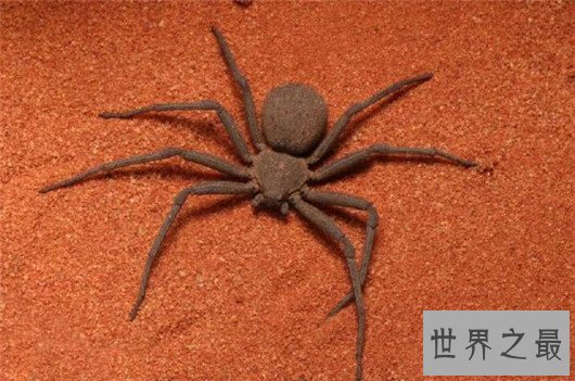 世界十大最毒蜘蛛排行，潜伏在你身边的剧毒杀手