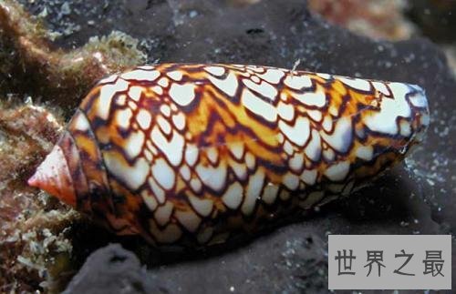 世界上最毒的海螺，碰一下就凉凉