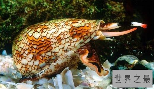 世界上最毒的海螺，碰一下就凉凉