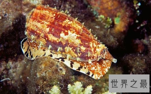 世界上最毒的海螺，碰一下就凉凉