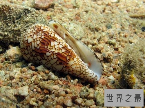 世界上最毒的海螺，碰一下就凉凉