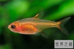 十大养不死的热带鱼，养鱼的心愿可以实现了