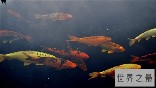 十大养不死的热带鱼，养鱼的心愿可以实现了