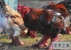 越南东涛鸡肉质鲜美，身价达万元供不应求