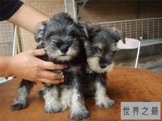 小型雪纳瑞犬活泼好动，没有攻击性待人友好