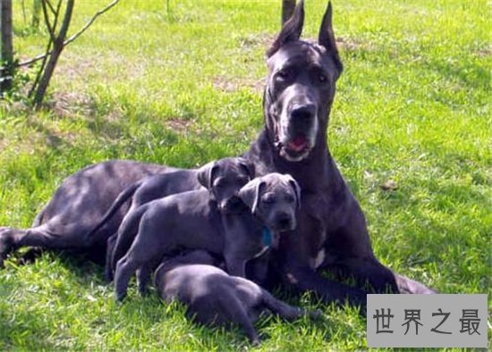 世界上最大的十种狗排行榜，这些巨型犬你都知道吗？