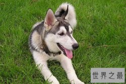 哈士奇和阿拉斯加的区别，一般人分不清呢！