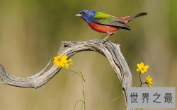 鸟的种类都有哪些呢？中国鸟种类大盘点！