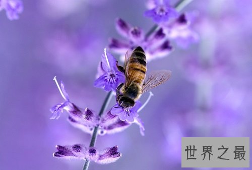 蜜蜂蛰了怎么办，紧急处理指南为你排忧解难！