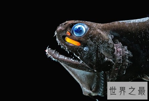 深海鱼有哪些?吃货们速速来围观吧!
