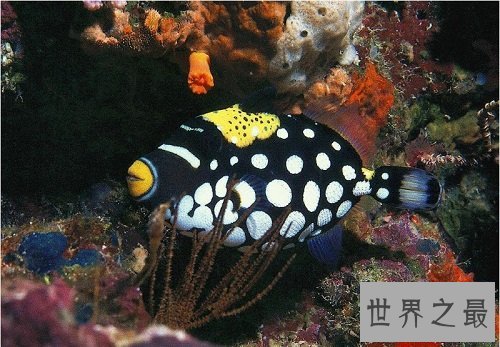 深海鱼有哪些?吃货们速速来围观吧!