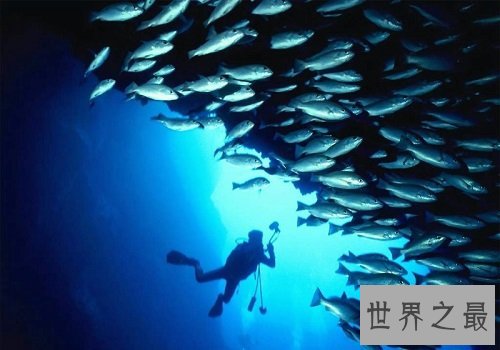 深海鱼有哪些?吃货们速速来围观吧!