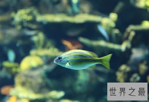 深海鱼有哪些?吃货们速速来围观吧!