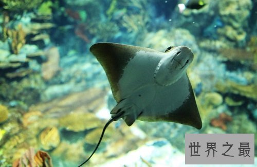 深海鱼有哪些?吃货们速速来围观吧!