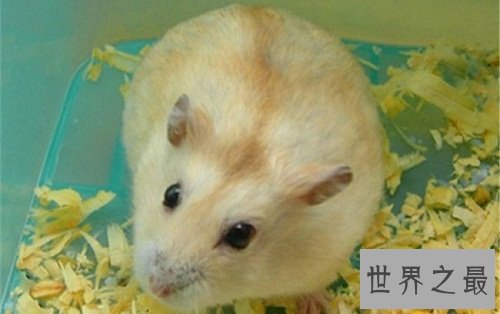 宠物托运需要多少钱?宠物托运最详攻略奉上!
