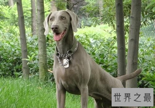 宠物托运需要多少钱?宠物托运最详攻略奉上!