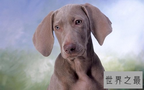 宠物托运需要多少钱?宠物托运最详攻略奉上!