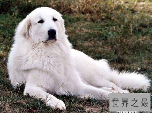 宠物托运需要多少钱?宠物托运最详攻略奉上!