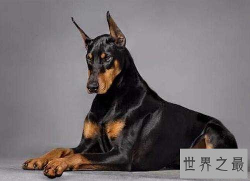 宠物托运需要多少钱?宠物托运最详攻略奉上!