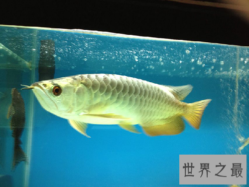 金龙鱼价格大揭秘,贵价金龙鱼怎么饲养呢?