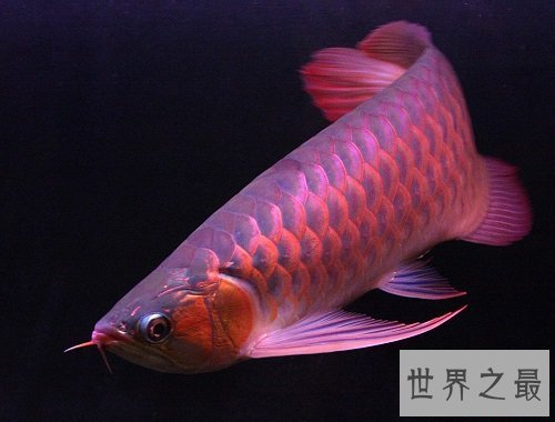 金龙鱼价格大揭秘,贵价金龙鱼怎么饲养呢?