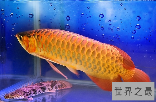 金龙鱼价格大揭秘,贵价金龙鱼怎么饲养呢?
