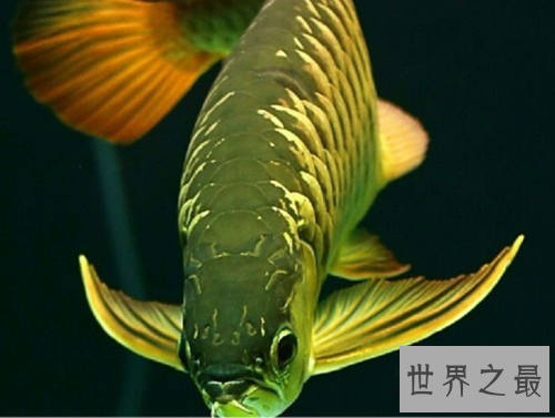 金龙鱼价格大揭秘,贵价金龙鱼怎么饲养呢?