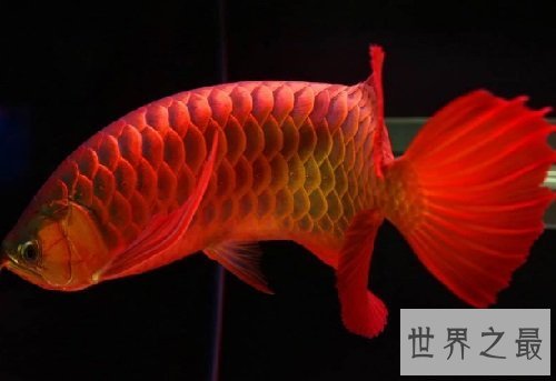 金龙鱼价格大揭秘,贵价金龙鱼怎么饲养呢?