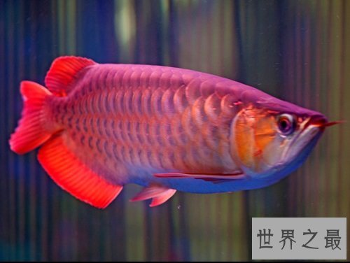 金龙鱼价格大揭秘,贵价金龙鱼怎么饲养呢?