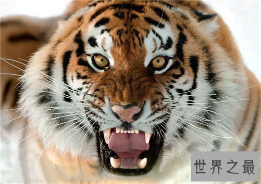 世界上最大的老虎,西伯利亚虎体长2.8米(重达350kg)