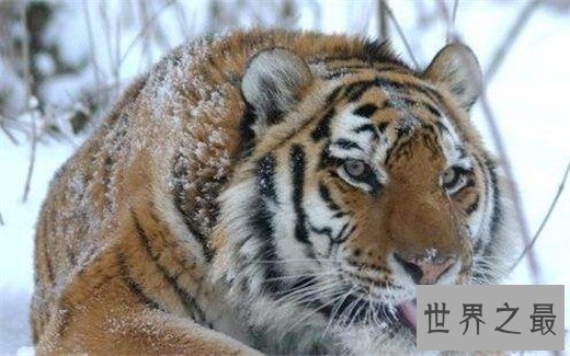 世界上最大的老虎,西伯利亚虎体长2.8米(重达350kg)