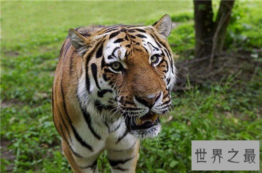 世界上最大的老虎,西伯利亚虎体长2.8米(重达350kg)