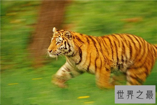 世界上最大的老虎,西伯利亚虎体长2.8米(重达350kg)