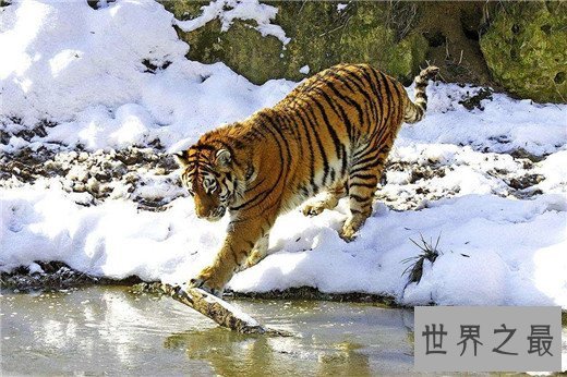 世界上最大的老虎,西伯利亚虎体长2.8米(重达350kg)