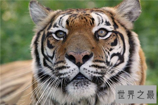 世界上最大的老虎,西伯利亚虎体长2.8米(重达350kg)