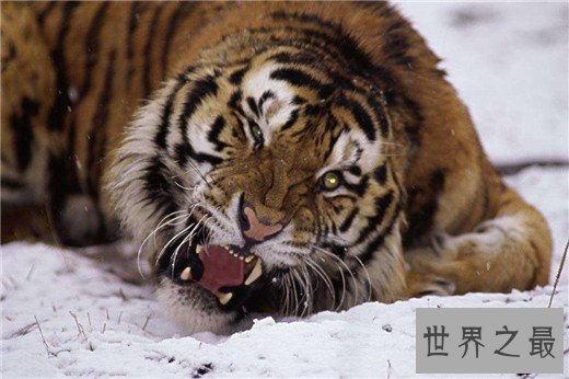世界上最大的老虎,西伯利亚虎体长2.8米(重达350kg)
