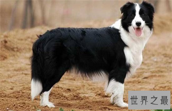 宠物狗智商排名,蝴蝶犬是欧洲最古老的宠物狗